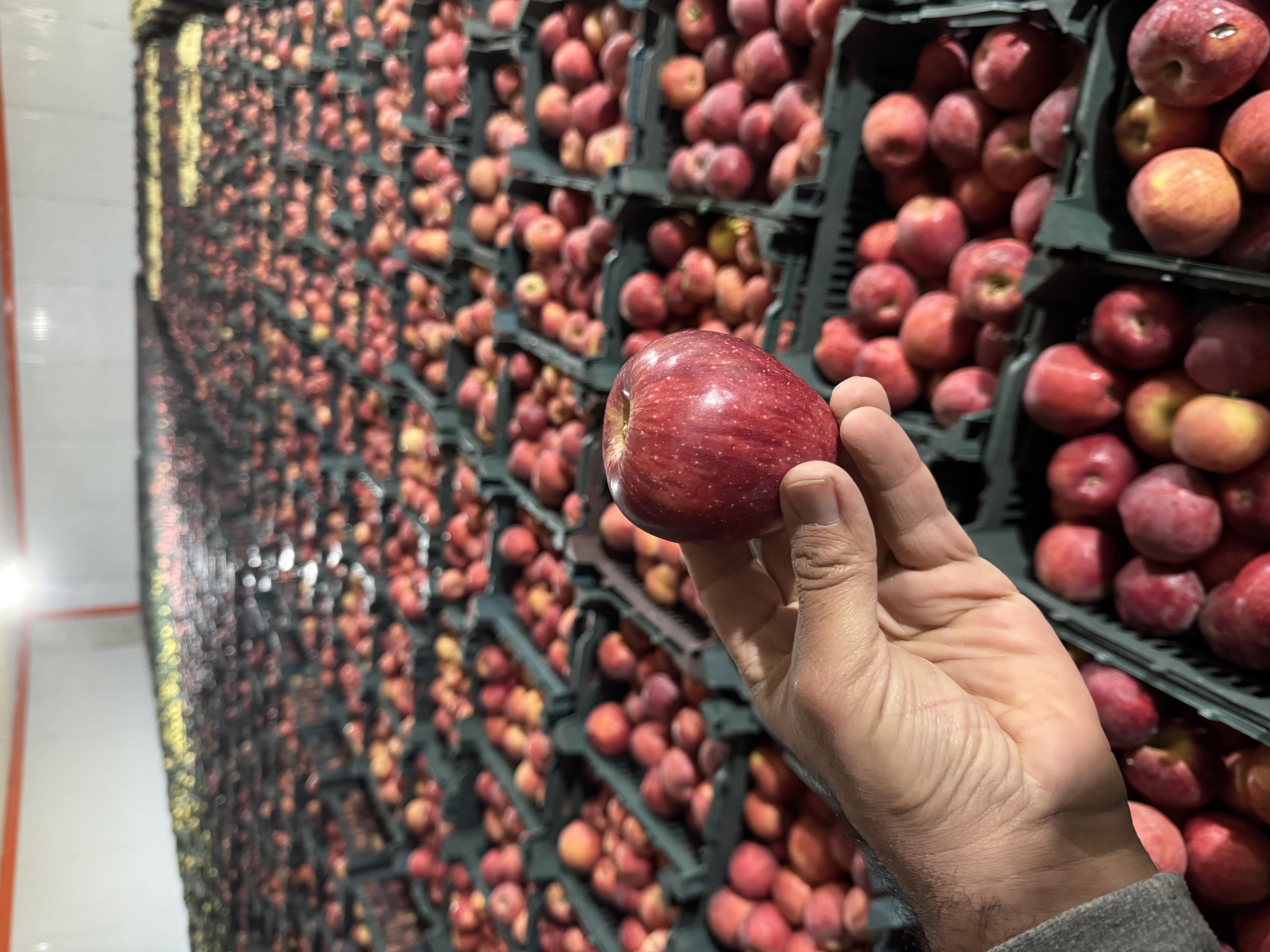 Iran Red Apple Packing